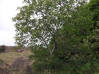 nte Arcimis-20100530 048